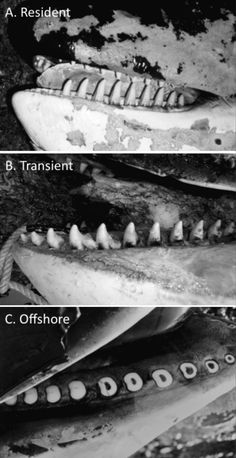 four different views of an alligator's teeth in black and white, with the caption