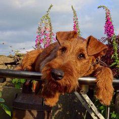 a brown dog sitting on top of a metal railing next to flowers and plants in the background