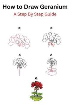 How to Draw Geranium How To Draw A Geranium, How To Draw Geraniums, Watercolor Geraniums Tutorial, Geranium Drawing Simple, Drawing Geraniums, Geraniums Drawing, Geranium Drawing, Geranium Illustration, Discreet Tattoos For Women