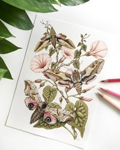 a drawing of moths and flowers with colored pencils on the table next to it