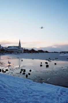 ducks and seagulls are swimming in the water near an airport with a plane flying overhead