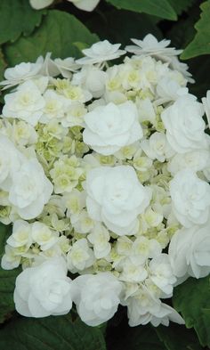 a bouquet of white flowers sitting on top of green leaves