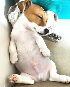 a brown and white dog laying on its back next to a stuffed animal