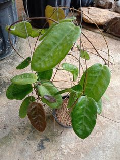 a potted plant with lots of green leaves on the ground next to other plants