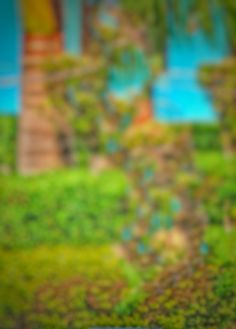 a blurry photo of a bench in the grass and trees with a building in the background