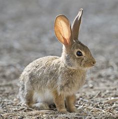 a small rabbit sitting on top of dry grass