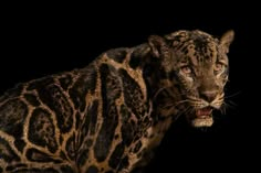 a close up of a leopard on a black background