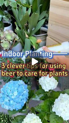 the video shows how to care for indoor plants