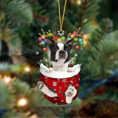 a christmas ornament with a boston terrier in a stocking hanging from a tree