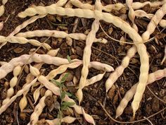 some white beans are laying on the ground in the dirt and mulchs have sprouts growing out of them