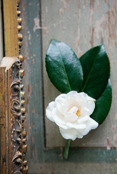 a white flower sitting on top of a green leaf next to a wooden framed mirror