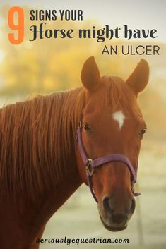 a horse with the words 9 signs your horse might have an ulcer on it