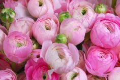 a bunch of pink flowers with green stems