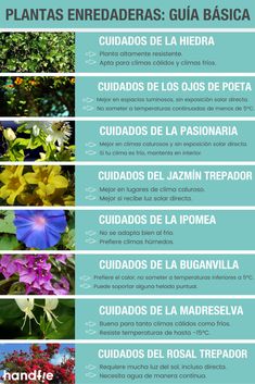 the different types of flowers are shown in this poster