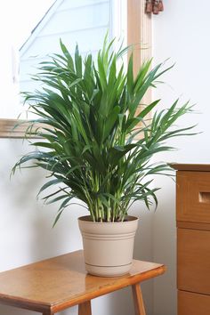 a potted plant sitting on top of a wooden table next to a dresser and mirror