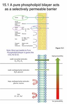 the diagram shows different types of phosphoidic and other things that can be found