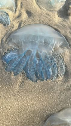 a jellyfish in the sand at the beach