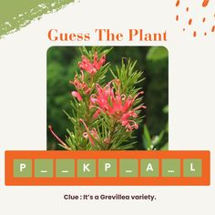 the words guess the plant are written in red and green