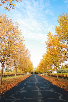 an empty road surrounded by trees with yellow leaves