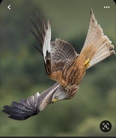 a brown and white bird flying through the air