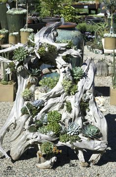 an assortment of succulents and other plants are arranged in a garden area