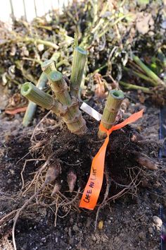 an orange ribbon is tied to the top of a plant in dirt with other plants behind it