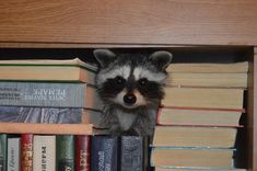 a raccoon is peeking out from behind a book shelf filled with many books