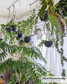 The 7+ best hanging plants as eye-catchers at home or in the office! Ways To Display Plants, Best Hanging Plants, Empty Room, Indoor Plants