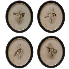 four plates with birds on them in black frames