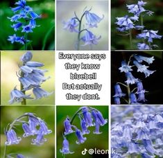 bluebells are the most beautiful flowers in the world