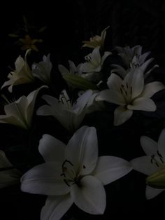 white lilies are blooming in the dark