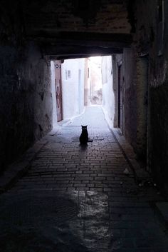 a black cat sitting in an alley way at night with light coming through the door