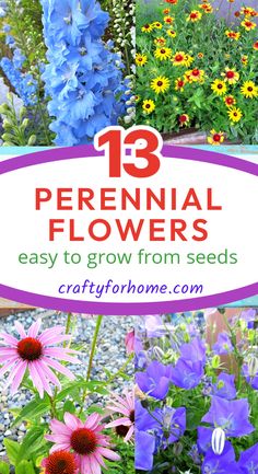 Blue delphiniums, gaillardia, coneflower, and bellflowers are blooming. Growing Perennials From Seed, Bluebells Garden, Pollinating Flowers, Starting Seeds Indoors, Garden Tool Set, Sun Plants, Outdoor Flowers, Flower Care