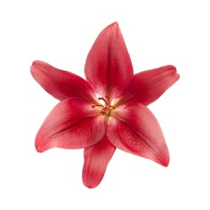 a single red flower on a white background