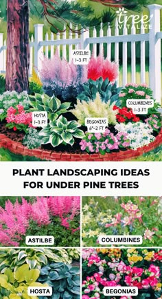 different types of flowers and plants in the garden with text that says plant landscaping ideas for under pine trees