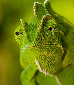 a green chamelon looking at the camera