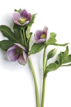 three purple flowers with green leaves on a white background