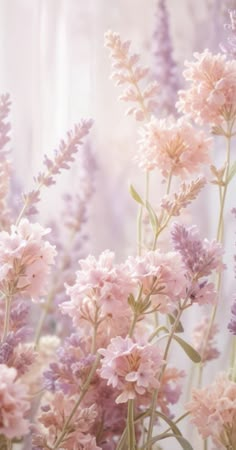 pink and purple flowers are in the sunlight