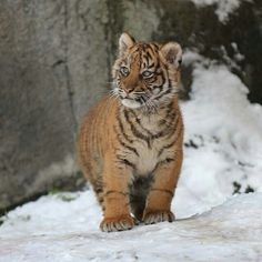 a small tiger cub walking in the snow