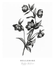 a black and white drawing of flowers with the words hellebore written in it