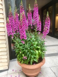 purple flowers are growing in a pot on the sidewalk