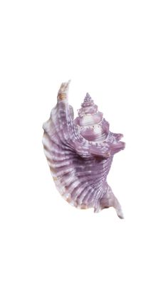 a purple sea shell on a white background