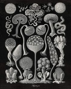 a black and white drawing of different types of plants on a black background with the words,