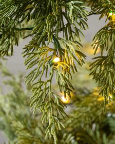 a close up view of the branches of a tree with christmas lights on it's needles