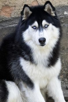 a black and white dog with blue eyes sitting on the ground next to a brick wall