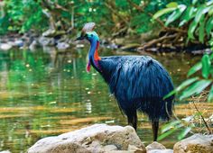 a blue bird standing on top of a rock next to a river filled with water