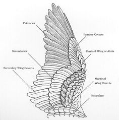 an image of a bird's wing labeled in the body and part of its wings