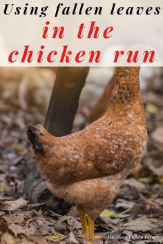 Chickens in the coops run standing on dried leaves Chicken Run In Winter, Chicken Run Activities, Bored Chickens, Chicken Boredom Buster, How To Keep Chickens Laying In Winter, Winter Boredom Busters For Chickens, Winter Treats For Chickens, Plants Chickens Wont Destroy, Happy Chickens