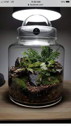 a glass jar filled with plants on top of a wooden table next to a lamp