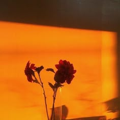 two red flowers in a clear vase on a window sill with the sun shining through